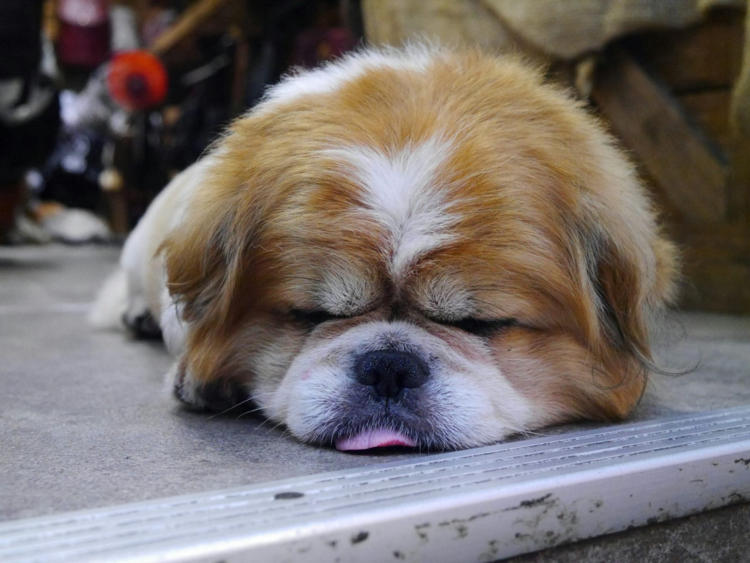 Quanto dovrebbe dormire il mio cane?