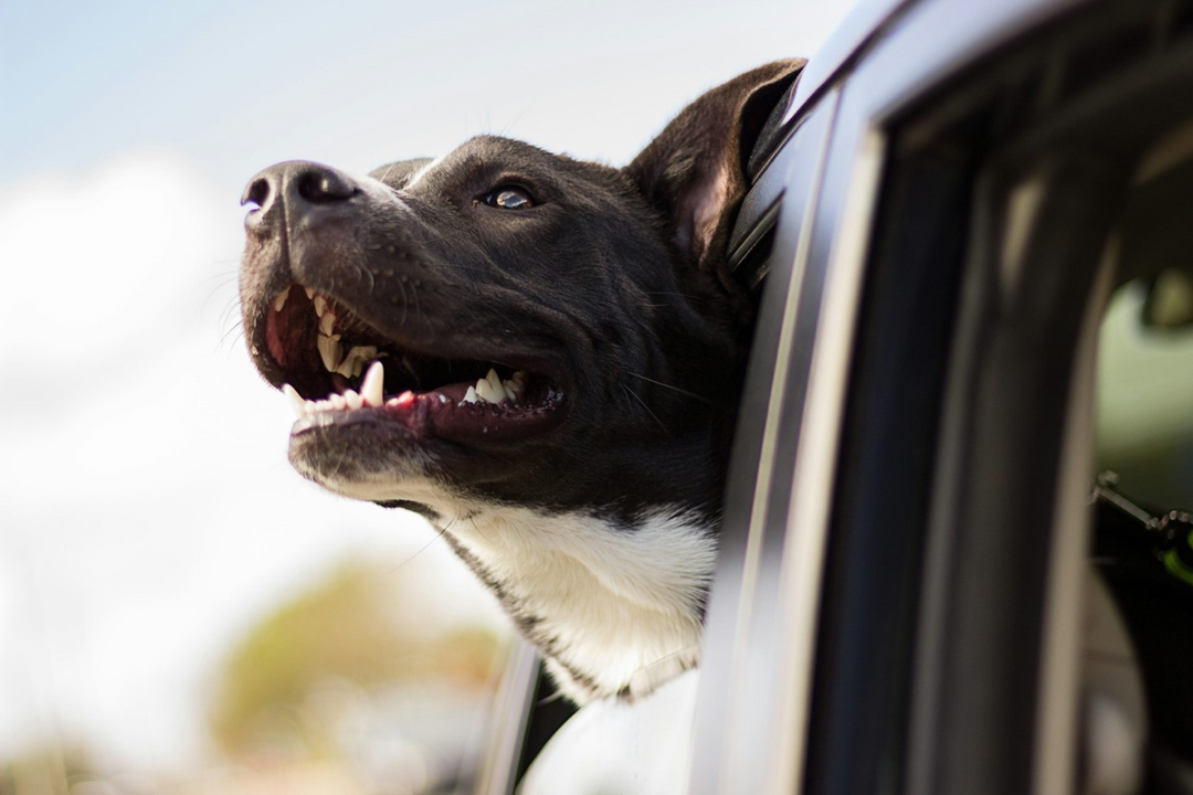 La checklist di viaggio per cani: come viaggiare in sicurezza con il tuo cane