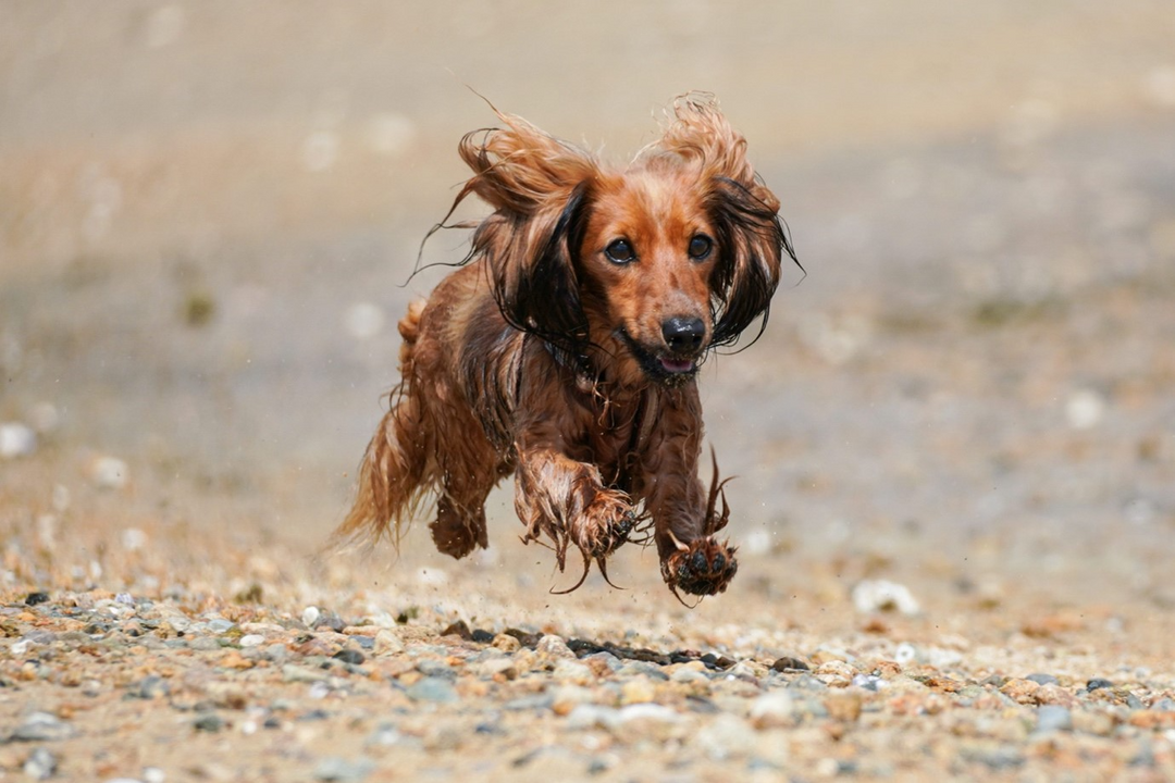 Cosa sono gli “zoomies” del cane e perché succedono?
