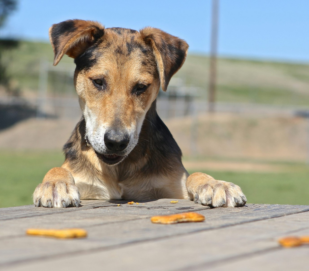 Segnali che la dieta del tuo cane deve cambiare