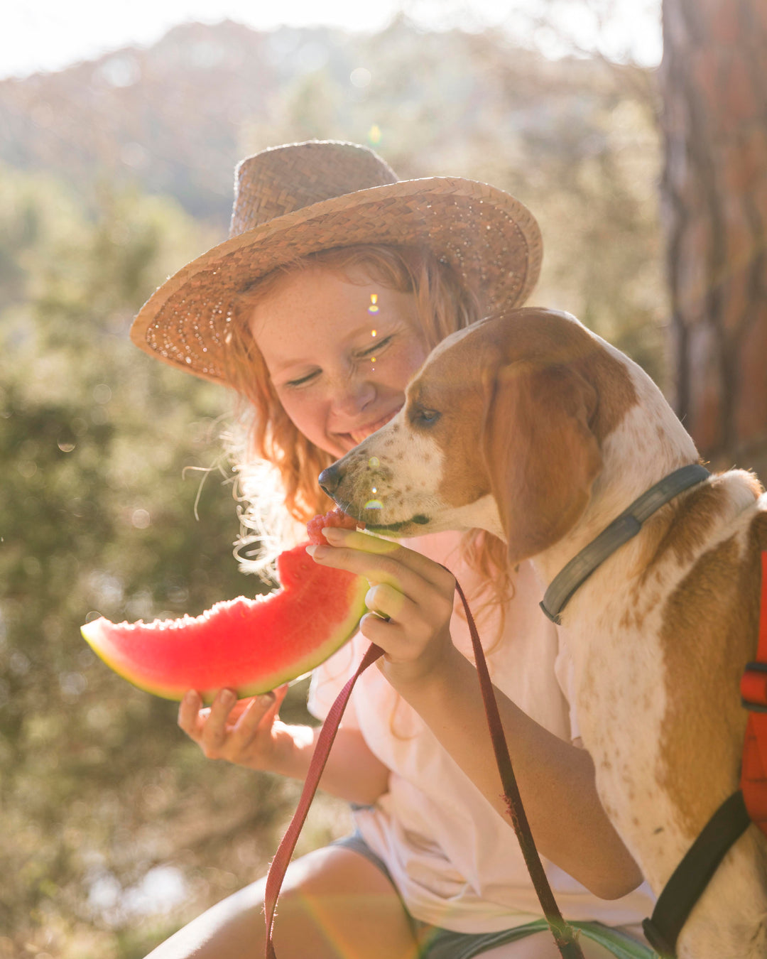 Cani e frutta: quale frutta possono mangiare?