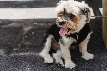 Come gestire l’alito cattivo del cane