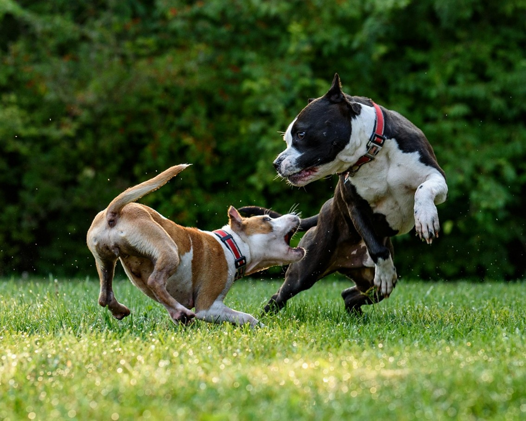 Segnali di gioco o segnali di aggressività nel cane?