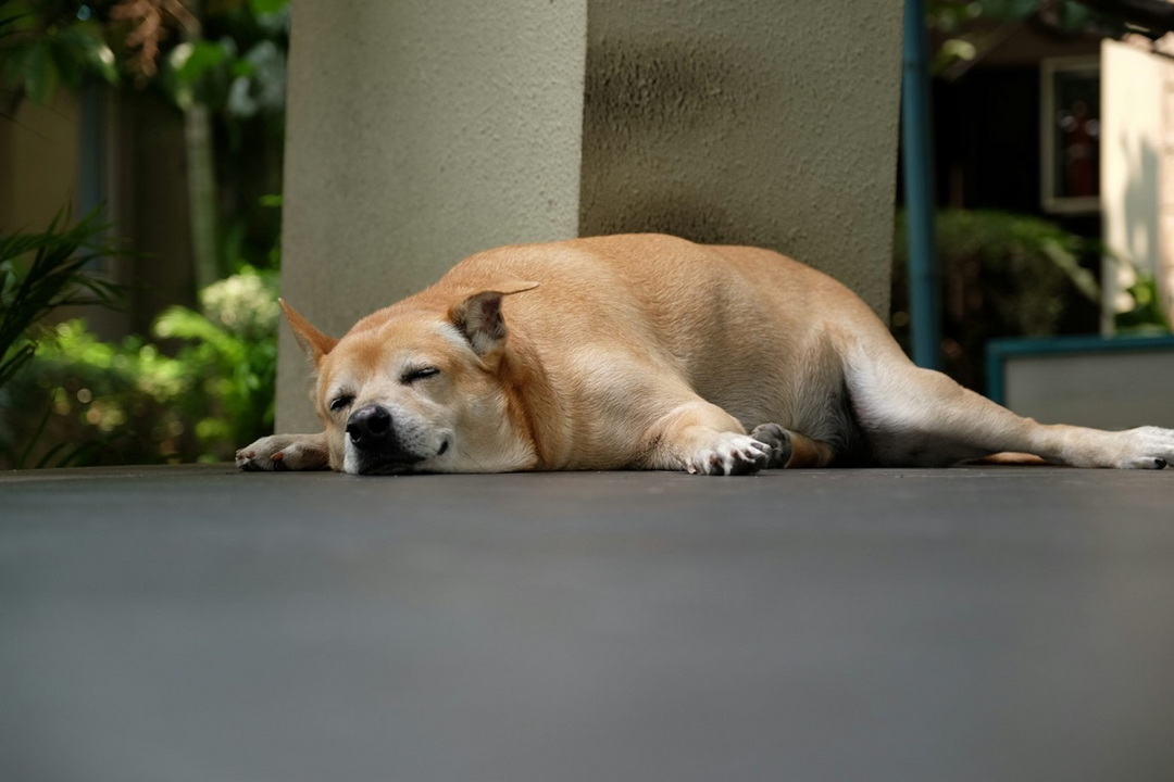 Cosa significano le posizioni in cui dorme il cane?