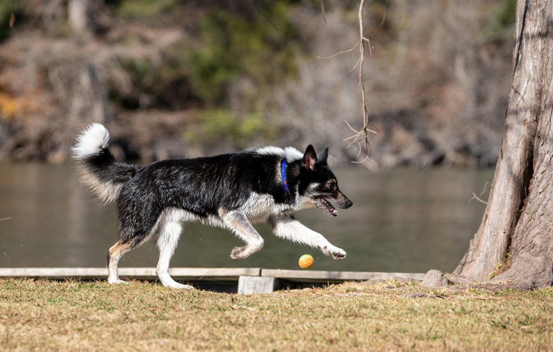 Come far ascoltare il cane quando è distratto