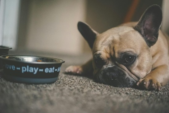 Il mio cane è molto schizzinoso con il cibo: cosa faccio?